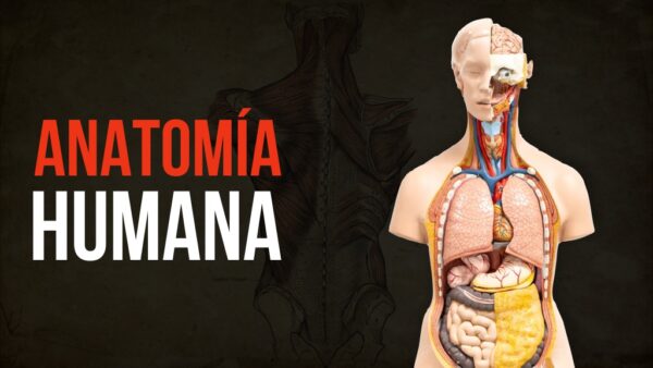 Curso de Anatomía Humana